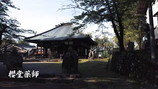 櫻堂薬師　しだれ桜 - 瑞浪市観光協会ポータルサイト