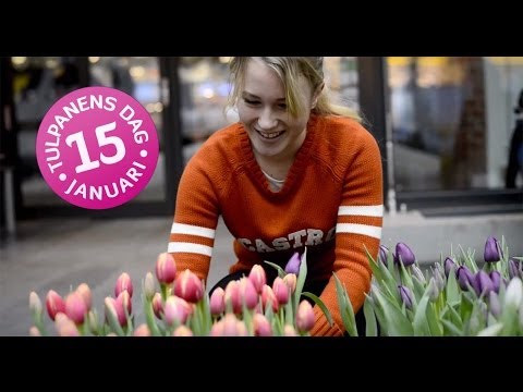Tulpanens Dag 15 januari 2014.