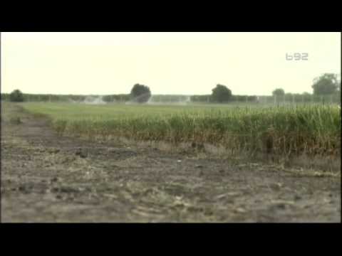 Kako se proizvodi kvalitetna tepih trava u Srbiiji