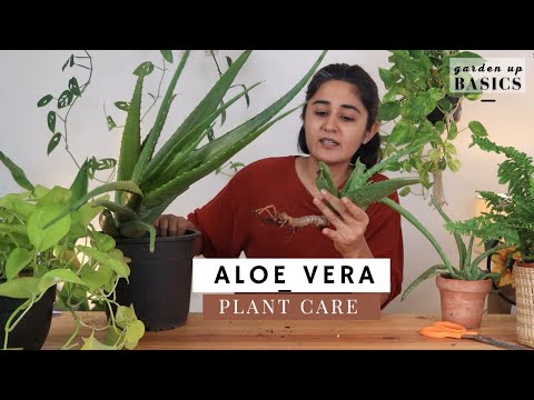 , title : 'Aloe Vera Plant | How to Care | Ep 5 Garden Up Basics'