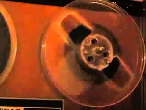 Muggsy Spanier and His Dixieland Band / Wild Bill Davison and His Band