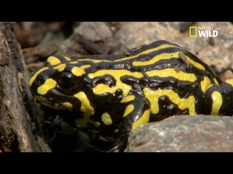 La grenouille pseudophryne corroboree