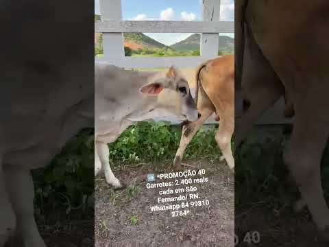 ➡️ *PROMOÇÃO 40 Garrotes: 2.400 reais cada em São Fernando/ RN. Whatsapp 84 99810 2784*#gado