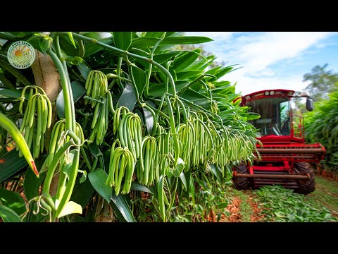 How Farmers Harvest Vanilla — Vanilla Farming  in Madagascar