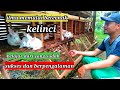 Usaha Orang Desa Modal Awal Beternak Kelinci Supaya Jadi Peternak Kelinci Sukses