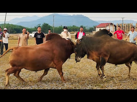 Nyuj sib nraus thoob pes 1/4/2023