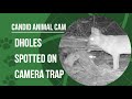 What is a dhole? Asia's wild dog | Candid Animal Cam