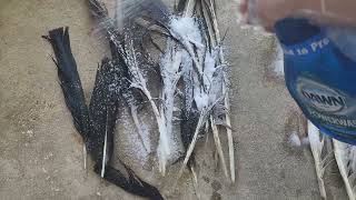 Find Wild Bird Feathers? Here