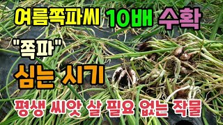 여름에심어 쪽파씨 10배이상 불려 8월에 심는 작물 쪽파씨 말리는 방법 가을쪽파심는 시기 평생 씨앗살 필요 …