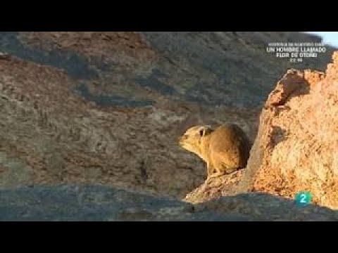 TVE2.LOS ANIMALES PEQUEÑOS DE AFRICA DOCUMENTAL.