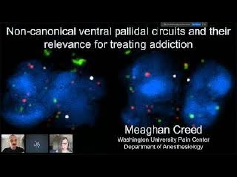 WWN Neurobiology of Addiction - Meaghan Creed's seminar on March 11, 2021