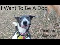 I Want To Be A Dog (Charlotte Diamond cover)
