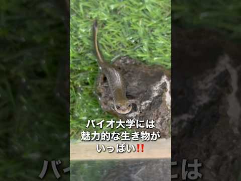 バイオデータサイエンス学科 希少な両生類に出会える！長浜バイオ大学の生き物研究がすごい🐸