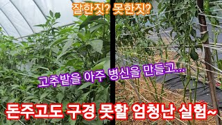 400 만원내기 고추밭 실험 돈 주고도 구경못할 엄청난 실험~고추재배방법,귀농귀촌,주말농장,텃밭 전원일기,고…