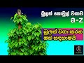 කොවුල් බුලත් වගාව A Z Kovul Betel Cultivation Full Guide Sl Raja Goviy
