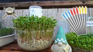 Easy To Grow Microgreens Save Big Bucks