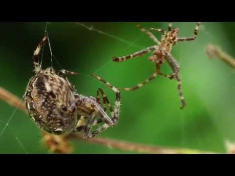 Orb Weavers: Prelude To Mating