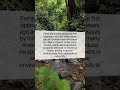 The Secret Life of Ferns: Ancient Pioneers