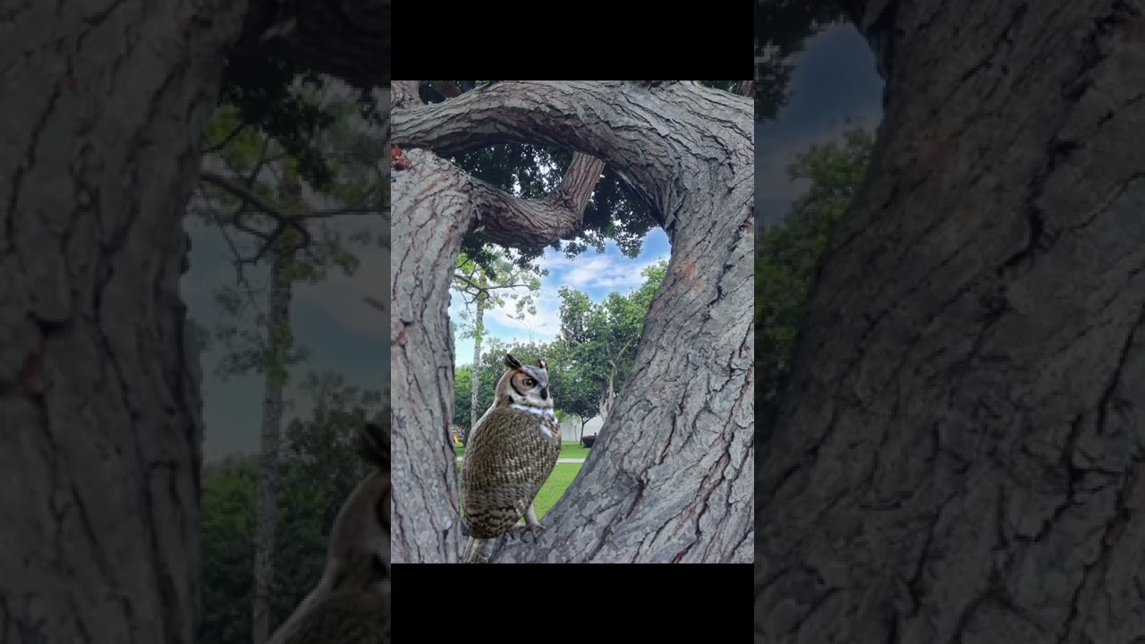 Birds:Video l #owl l #peacock l #parrot #shorts l #nature