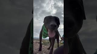 Video preview image #1 Labrador Retriever-Unknown Mix Puppy For Sale in phoenix, AZ, USA