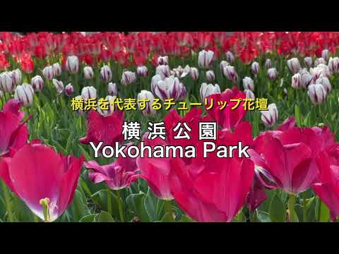 【横浜観光】横浜公園で色とりどりのチューリップ散歩