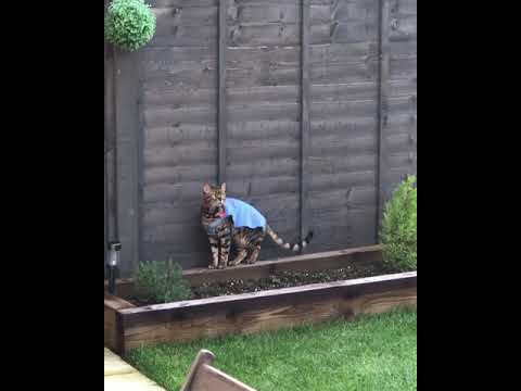 Bengal cat Jax testing out the new cat barrier fence in garden. Harness free