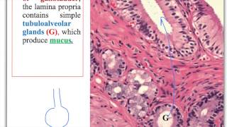 Liver and gall bladder 2015 part 2