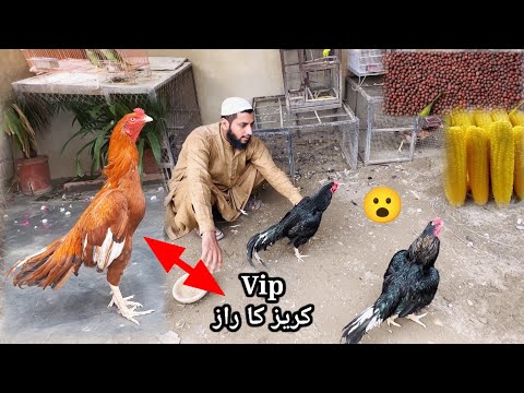 Aseel Murga Ki Vip Kureez Ka Raaz? Khurak Men Ye Ad Kren😮Aur Kamal Dekhen | Shoqeen Loog Aseel