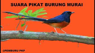 Download lagu Suara Pikat Burung Murai Batu mp3