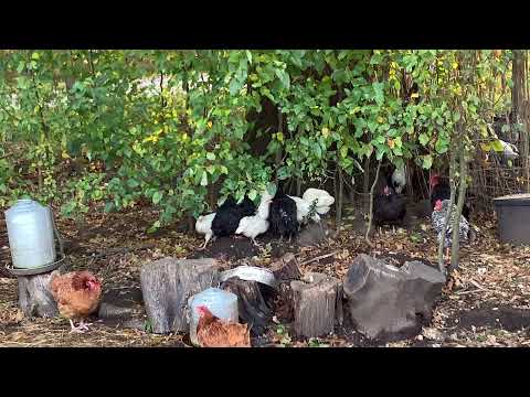 Chicken Update - So many moving parts!