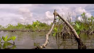 Download lagu Gambus Daerah Muna Berbahasa Indonesia - Hatiku Merana mp3 Download lagu Gambus Daerah Muna Berbahasa Indonesia - Hatiku Merana mp3