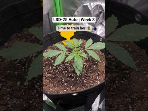 LSD-25 Auto by FastBuds | Week 3 - First Training