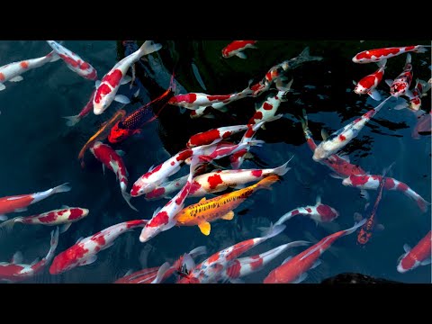 1 Hour  Relaxing Music With Japanese Koi Fish/Study/Spa Meditation.