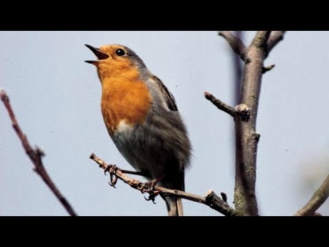 Robin Birds Chirping and Singing - Beautiful Bird Sounds and Bird Song