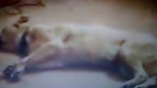 Самое смешное видео! Короткое!