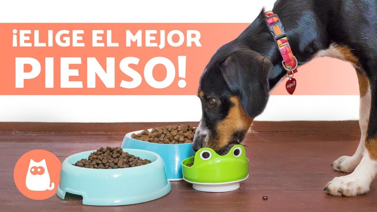 ¿Qué PIENSO es MEJOR para mi PERRO 🐶✅ (5 Consejos)