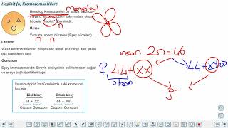 Eğitim Vadisi TYT Biyoloji 9.Föy Hücre Bölünmeleri 1 (Mitoz Bölünme) Konu Anlatım Videoları