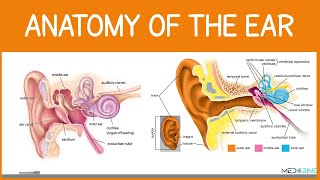 Anatomy of the ear #anatomy