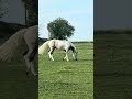 Gelding Selle Fran&ccedil;ais For sale 2018 Coloured