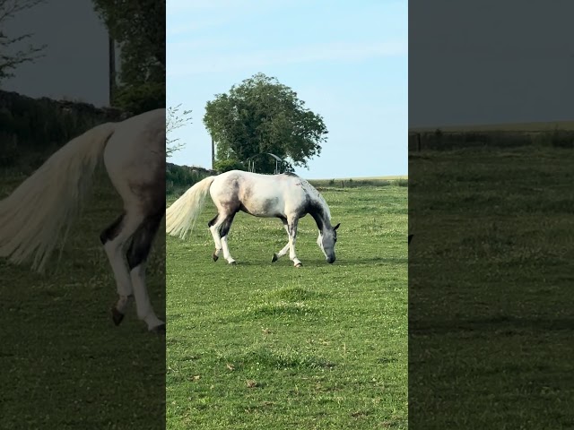 Gelding Selle Fran&ccedil;ais For sale 2018 Coloured