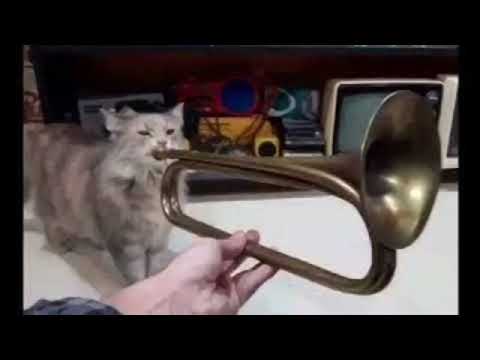 Trumpet Cat playing INT Majin Vegeta Intro