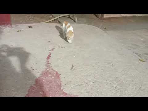 Cat Vs Grasshopper