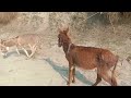 Majestic Donkey In Action Strength Beauty Power