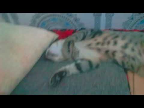 جميل جدا !👍👏😍 اجمل قطة ناءمة