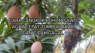 Download lagu Cara cangkok pohon sawo anti gagal cepat tumbuh akar mp3 Download lagu Cara cangkok pohon sawo anti gagal cepat tumbuh akar mp3