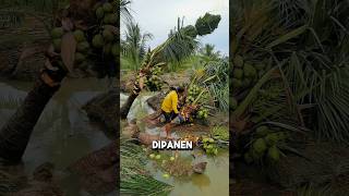 Download lagu Untuk apa Pohon Kelapa Muda di Panen #shorts mp3