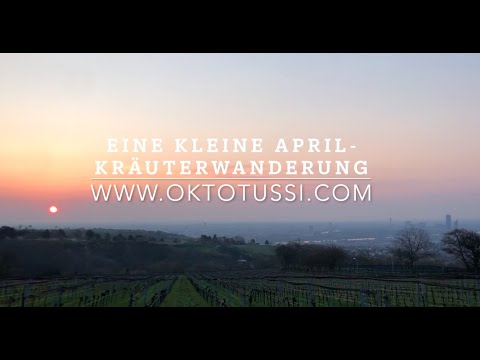 Kräuterwanderung April: Sauerampfer, Labkraut, Spitzwegerich, Schafgarbe, Taubnessel, Giersch..