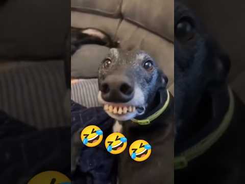 Talented dog 🤣🤣 #funnydog #funnymoment #shortsfeed #popular #talent #dogtalent