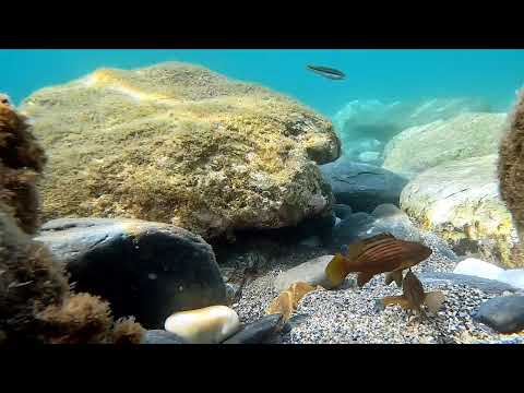 Epinephelus costae