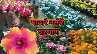 पाठारे नर्सरी कल्याण | कल्याण मधील प्रसिद्ध नर्सरी | RB Vlogs